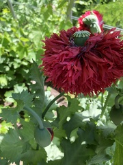 Papaver somniferum