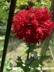 Papaver somniferum