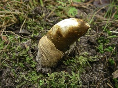 Mutinus cartilagineus