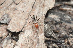 Iridomyrmex rubriceps