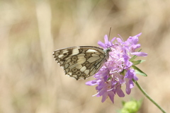 Melanargia galathea