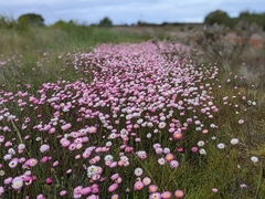 Rhodanthe