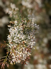Hakea lissocarpha