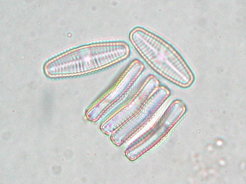 Planothidium lanceolatum