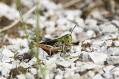 Stenobothrus rubicundulus