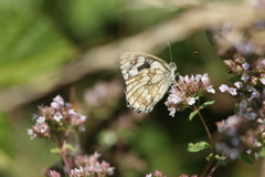 Melanargia galathea