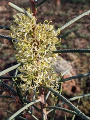 Hakea recurva