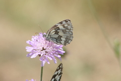 Melanargia galathea