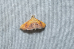 Isocentris