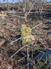 Hakea recurva