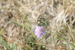 Melanargia galathea