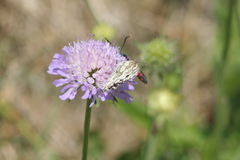 Melanargia galathea