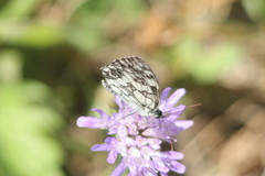 Melanargia galathea