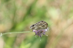 Melanargia galathea