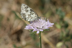 Melanargia galathea