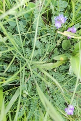 Astragalus polycladus