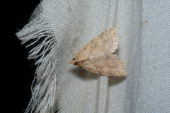 Olulis puncticinctalis