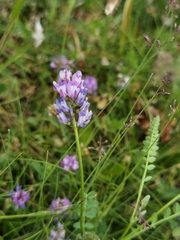 Astragalus polycladus