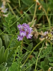Astragalus polycladus