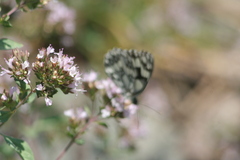 Melanargia galathea
