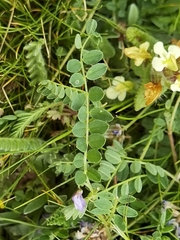 Astragalus polycladus