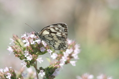 Melanargia galathea