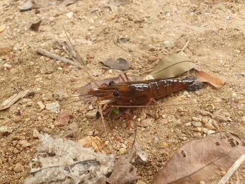 African River Prawn