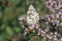 Melanargia galathea