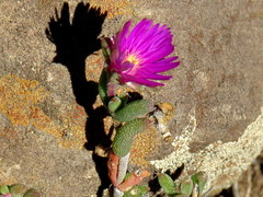 Trichodiadema rogersiae