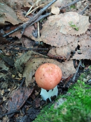Russula aurea