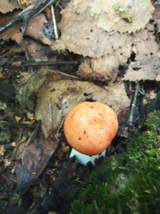 Russula aurea