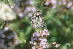 Melanargia galathea