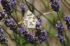 Melanargia galathea