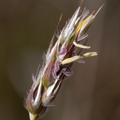 Paraneurachne muelleri