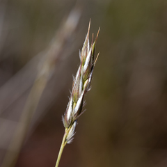 Paraneurachne muelleri