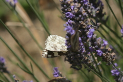 Melanargia galathea