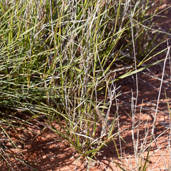 Paraneurachne muelleri