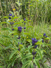Gentiana cruciata