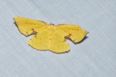 Corymica spatiosa