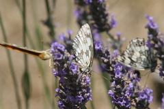 Melanargia galathea