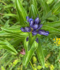 Gentiana cruciata