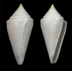 Conus coltrorum