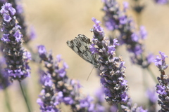 Melanargia galathea