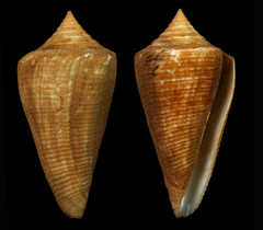 Conus coltrorum