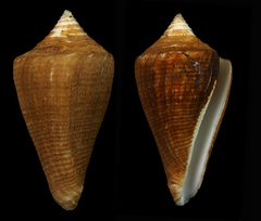 Conus coltrorum