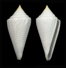 Conus coltrorum