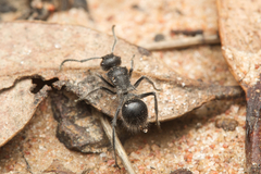 Polyrhachis punctiventris