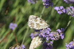 Melanargia galathea