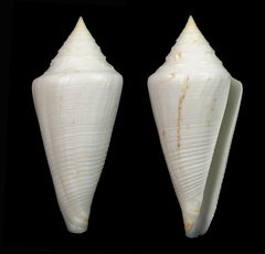Conus coltrorum