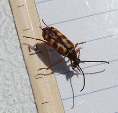 Typocerus